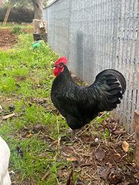 Galline Australorp nere