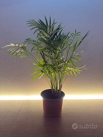 Pianta di Chamaedorea elegans, palma da interno