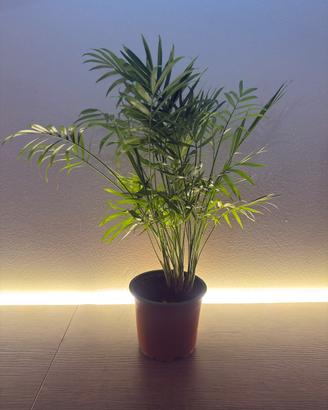 Pianta di Chamaedorea elegans, palma da interno
