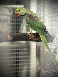 Pappagallo Grande Alessandrino copia