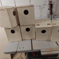 Inseparabili cocorite nidi