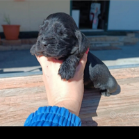 Cocker Spaniel Inglese con Pedigree