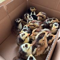 Pulcini u. f.e.c.o.n.d.e. ancona nana e siciliana