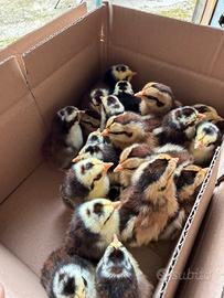 Pulcini u. f.e.c.o.n.d.e. ancona nana e siciliana