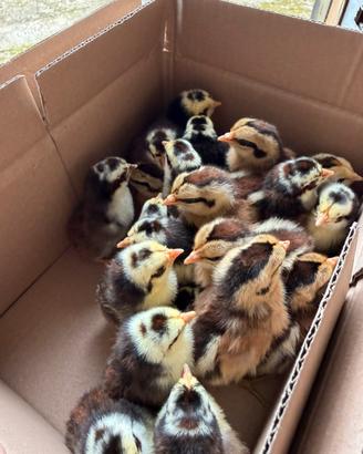 Pulcini u. f.e.c.o.n.d.e. ancona nana e siciliana