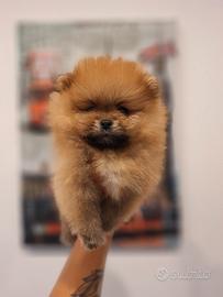 cuccioli di Spitz tedesco nano-Pomerania 