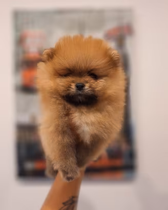 cuccioli di Spitz tedesco nano-Pomerania 