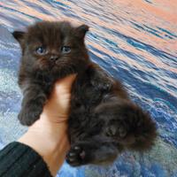 Persiano cucciolo nero moka