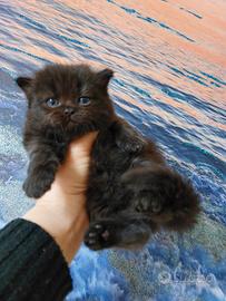 Persiano cucciolo nero moka