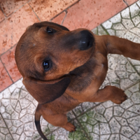 Bassotto tedesco cuccioli