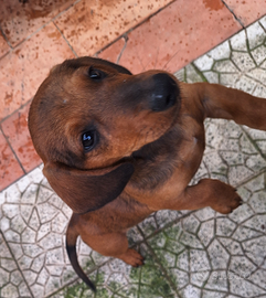 Bassotto tedesco cuccioli