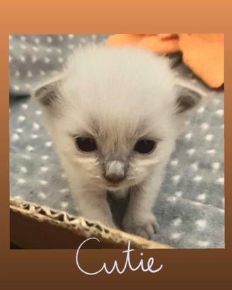 Gattino Ragdoll