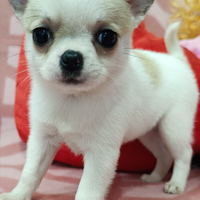 Chihuahua femmina