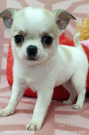 Chihuahua femmina