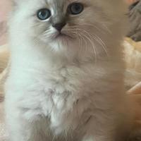 Cucciola gatto siberiano disponibile