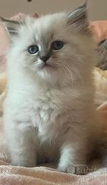 Cucciola gatto siberiano disponibile