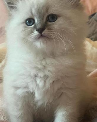 Cucciola gatto siberiano disponibile