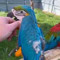 Ara giallo blu ed altri pappagalli