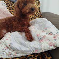 Cucciolo di barboncino Toy red