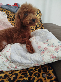 Cucciolo di barboncino Toy red