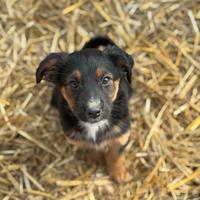 LANA, tenerissima cucciolotta cercaa famiglia