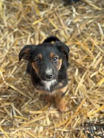 LANA, tenerissima cucciolotta cercaa famiglia
