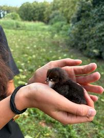 Galline Marans e ovaiole