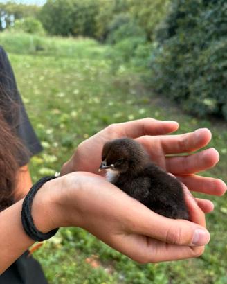 Galline Marans e ovaiole