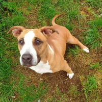 Adozione del cuore cane Amstaff femmina