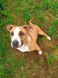 Adozione del cuore cane Amstaff femmina