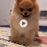 Volpino di pomerania