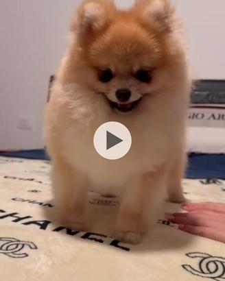 Volpino di pomerania