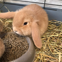 Coniglio Ariete nano Fulvo