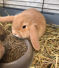 Coniglio Ariete nano Fulvo