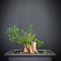 Mirto (Myrtus pumila)