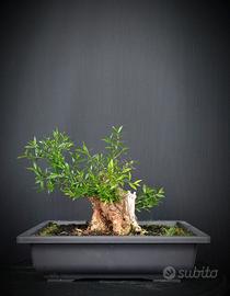 Mirto (Myrtus pumila)