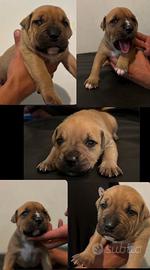 Cuccioli amstaff