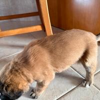 Pastore Belga Malinois