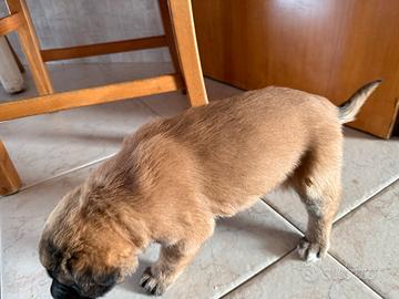 Pastore Belga Malinois