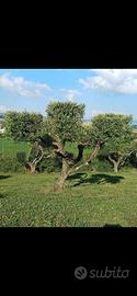 Piante di ulivo