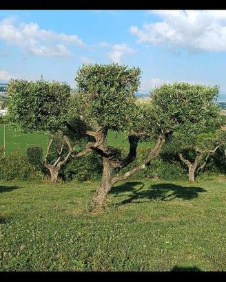 Piante di ulivo