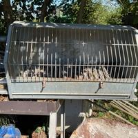 Trasportino per cani