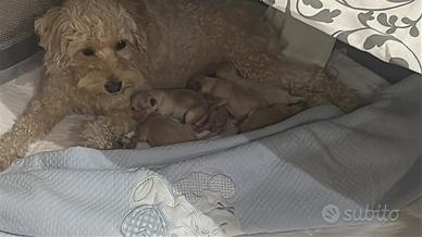 Maltipoo