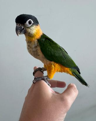 Caicco testa nera