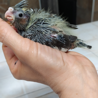 Calopsite allevate a mano