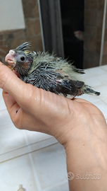 Calopsite allevate a mano