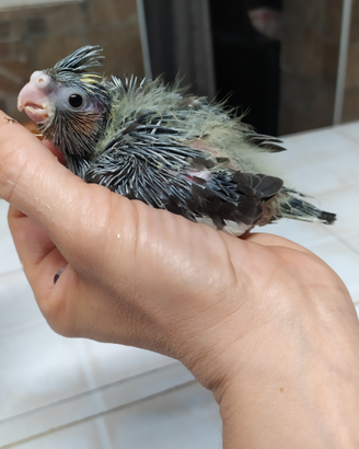 Calopsite allevate a mano