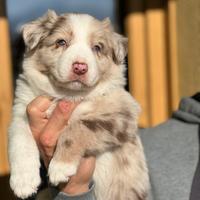 Border collie cuccioli