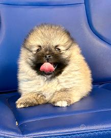 Spriz Pomerania Nano