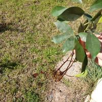 Piante di ficus Benjamin
